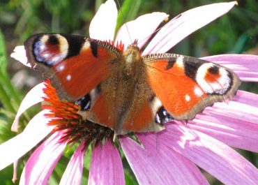 Tag dig tid – ikke dit liv!