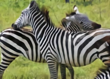 Når du bliver modtaget , bliver du dig selv igen.