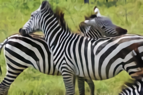 Når du bliver modtaget, bliver du dig selv igen.