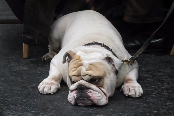 Liggende-hund-600x400